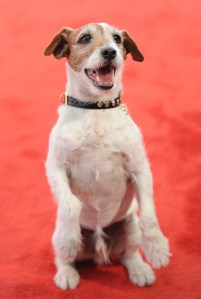 Uggie the dog. (Getty Images)