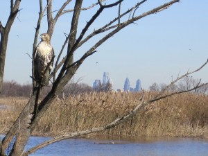 A Hawk checks out the high home values near his refuge in Philly (U.S. Fish and Wildlife Service)