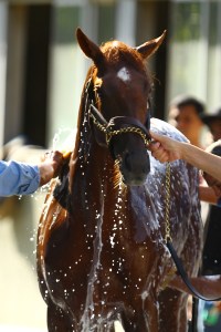 2012 Belmont Stakes - Previews