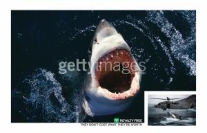getty_images_shark