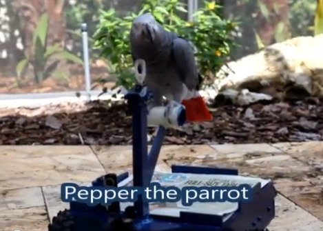 Don't look so innocent, parrot. (Photo: screencap)