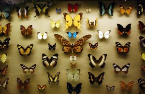 Butterfly Exhibit Opens in  New York
