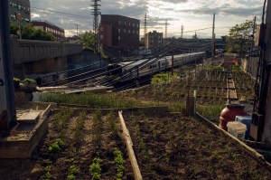 A small farm in Woodside, Queens, grows vegetables along the right-of-way of the Long Island Railroad. (Photo: Richard B. Levine)