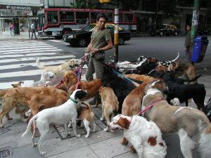 dogwalker-lots-of-dogs-2