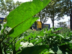 Red Hook Farm. (Photo: Jessica Reeder)