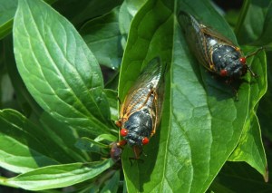 Cicadas Start To Emerge After 17-Year Slumber