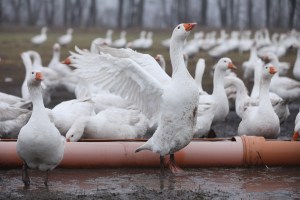 Goose Farmers Prepare For Christmas Season
