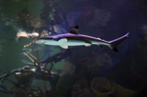 Blackfin shark. (Getty)