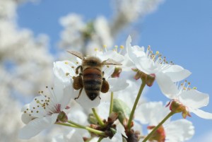 Bee (Getty Images).