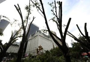 Damaged trees stand on the edge of Centr