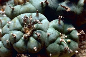 Mescal comes from the Peyote cactus