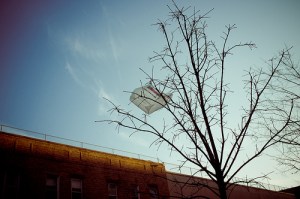 Plastic bag stuck in a tree with no birds (Flickr).