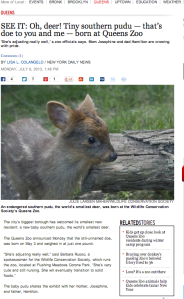 Screenshot of Lisa Colangelo's local story.