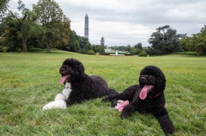 Sunny and Bo Obama (official White House Photo by Pete Souza)