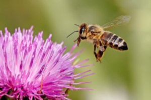 A bee. (Photo: Wikimedia)