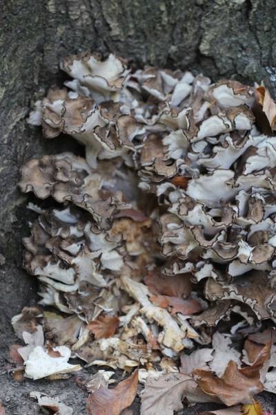 maitake