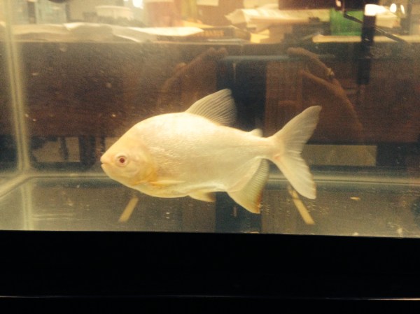 pacu, the testicle-eating fish