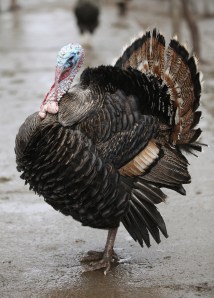 A turkey (Photo: Getty)