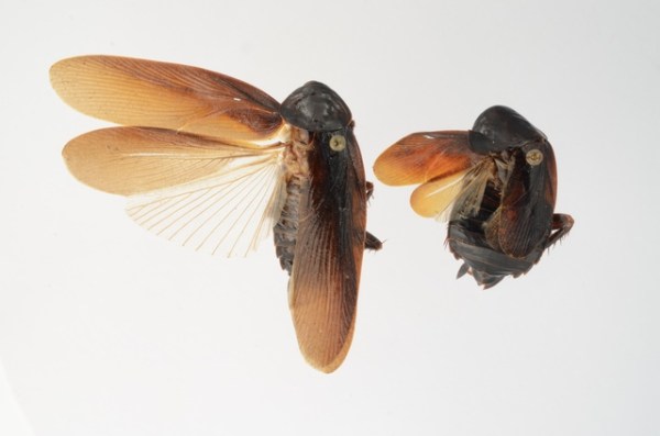 Cold-resistant cockroaches thrive in New York City's chilly weather. (University of Florida)