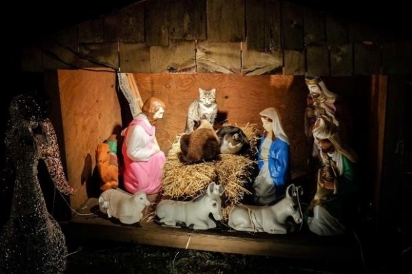 Christmas cats. (Photo via RLJR News/DNAInfo.com)