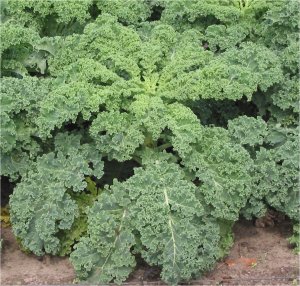 Is Eating Kale Bad for my Thyroid?