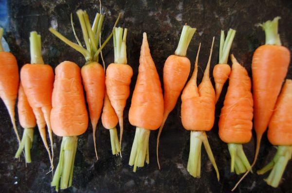 Carrots Carrots