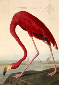 A flamingo, drawn by John James Audubon. (Photo via Wikimedia Commons)