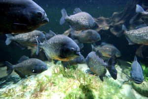 Piranhas can be dangerous. (Photo by Oli Scarff/Getty Images)