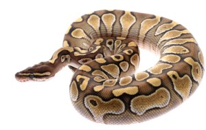 "Pssst!" said the snake in the bag.