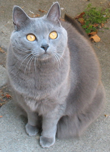 You wouldn't want to lose this guy, now would you? (Wikimedia Commons)