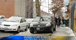 Brooklyn Dumpster Snakes (YouTube)