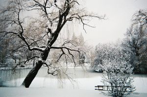 Central Park. (Photo via Wikimedia Commons)