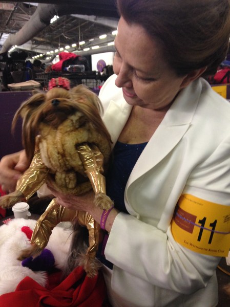 Fiesta the Yorkie
