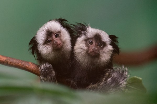 Marmosets