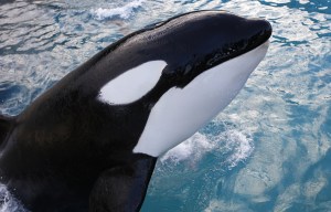 An orca. (Photo: Valery Hache/Getty)