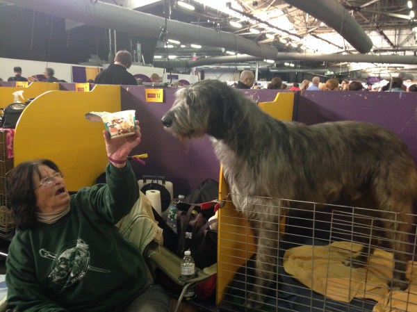 Benny the Wolfhound