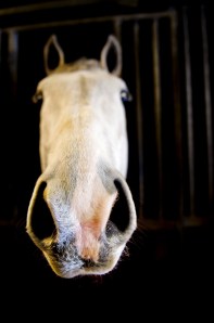 A horse. (Photo via Getty Images)
