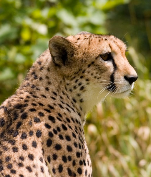 A big pussy. (Photo via Wikimedia Commons)
