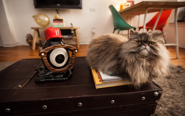 The Persian cat, Pinot Grigio. (Photo by Emily Assiran)