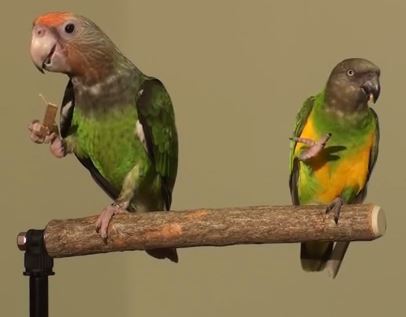 Truman (left) shares a perch with Kili, the Senegal Parrot (YouTube).