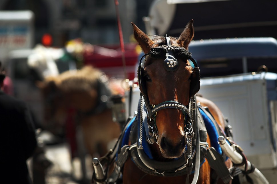 NYC Mayor De Blasio Facing Stiff Opposition To Proposed Horse Carriage Ban