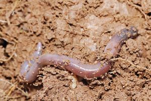 An earthworm. (Photo: Fir0002/Flagstaffotos)