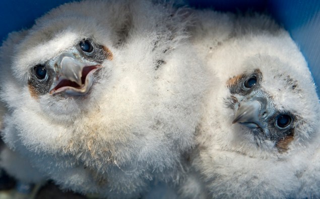 14299158154_c261bfe747_o