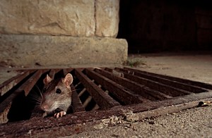 The rat squad is targeting sewers, parks, and subways. (BSIP/Getty Images)