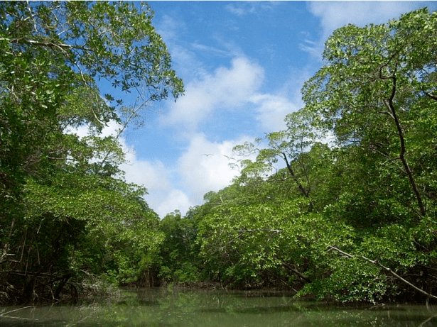 Here's a scene from a river in Salinópolis, the town where the debris was found. (Wikimedia Commons)