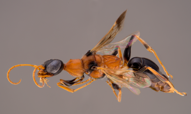 The Ampulex dementor. (Ohl et al.)