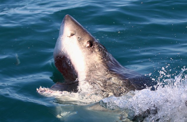 A baby Great White Shark was caught one mile from Rockaway Beach.