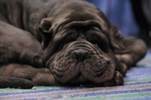 New bill keeps pets out from under the needle. (Michael Loccisano/Getty Images)