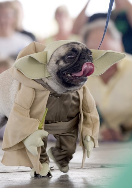 Did you leave your pug's Yoda costume on the L train? (Photo: Getty)