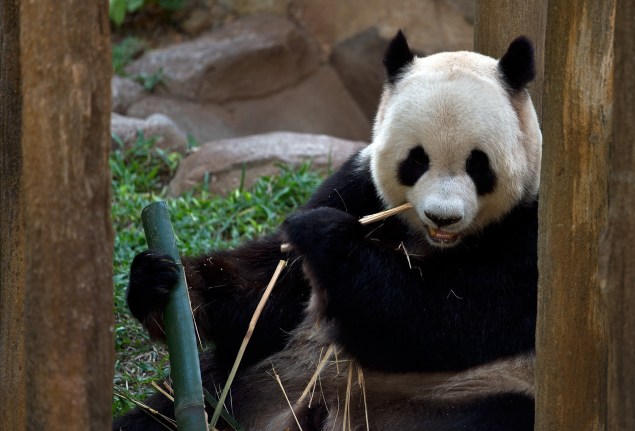 New York City might get its own giant panda, like the one above. (Photo by MANAN VATSYAYANA/AFP/Getty Images)